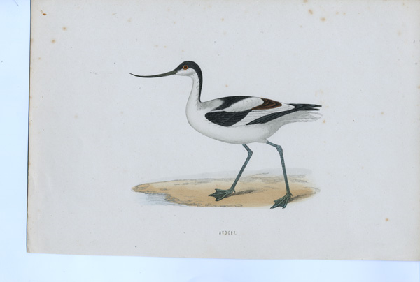 Antique bird prints by F.O. Morris Antique bird prints by F.O. Morris